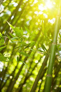 bamboo planta